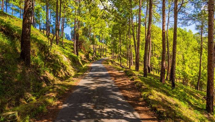 बिनसर उत्तराखंड के सबसे लोकप्रिय पर्यटन स्थलों में से एक है