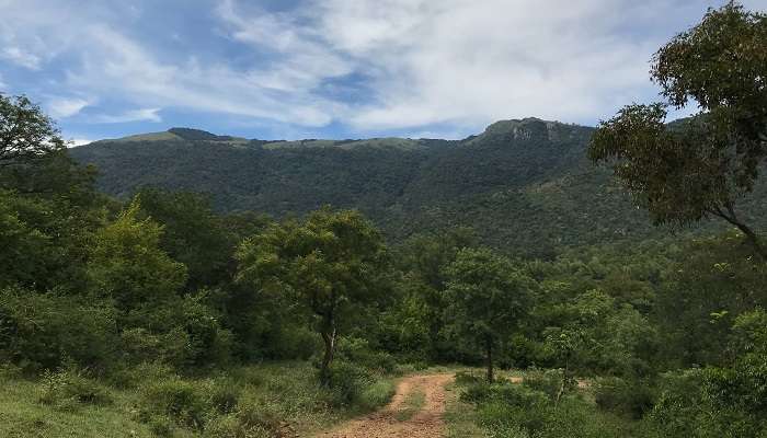 बीआर हिल्स बेंगलुरु के आसपास एक दिन में देखने लायक जगहें है