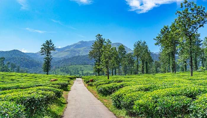 बेंगलुरु के आसपास एक दिन में देखने लायक जगहें में से एक वायनाड है