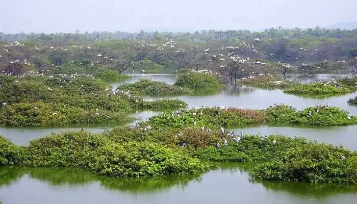 वेदानथंगल पक्षी अभयारण्य के लिए पर्यटकों के बीच लोकप्रिय है