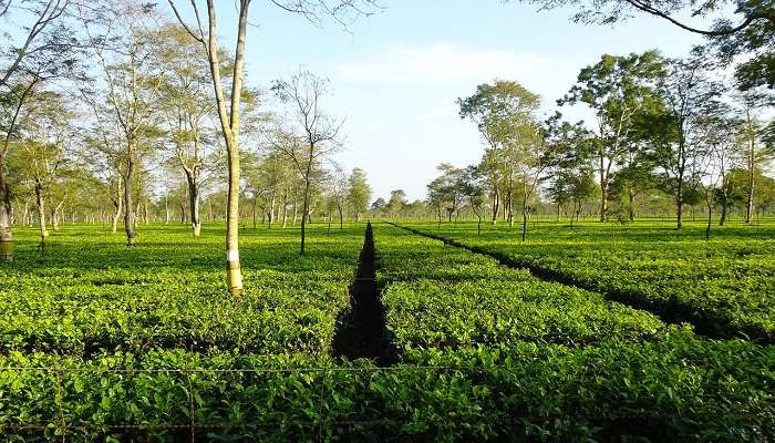 Centre de recherche sur le thé Tocklai, c'est l'une des meilleur lieux touristiques en Assam