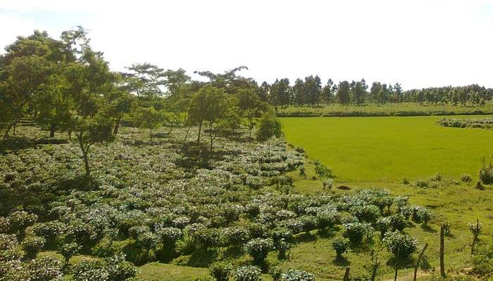 Goalpara, c'est l'une des meilleur endroit touristique de l’Assam