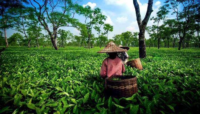 Hailaandi, c'est l'une des meilleur endroit touristique de l’Assam