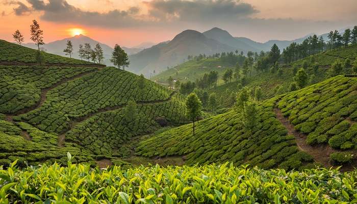 Munnar Kerala, c'est l'une des meilleures stations de montagne à visiter en Inde