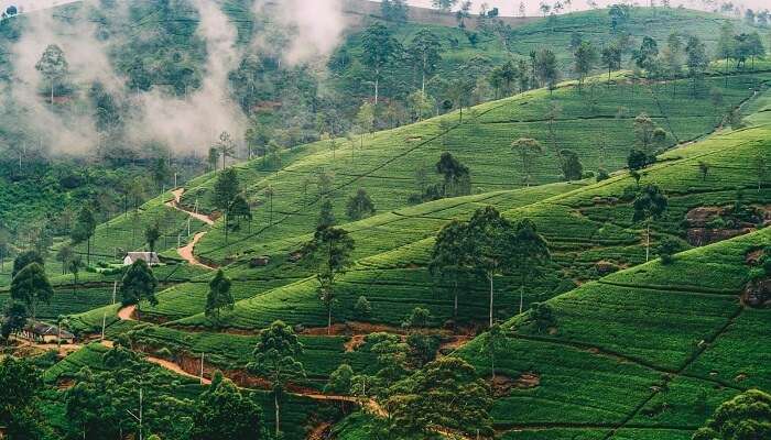 La vue verdoyante Nuwara Eliya