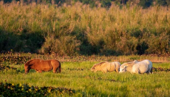 Parc national de Dibru Saikhowa, c'est l'une des meilleur lieux touristiques en Assam