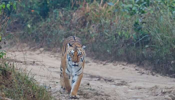 Parc national Jim Corbett, c'est l'une des meilleur escapades de week-end au départ de Gurgaon