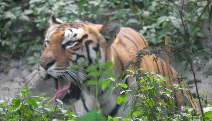 Parc national d'Orang, c'est l'une des meilleur endroits touristique de l’Assam