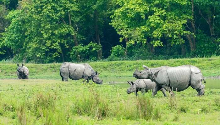 Parc national de Kaziranga, c'est l'une des meilleur lieux touristiques en Assam 