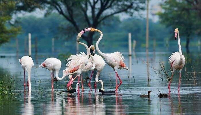 Parc national de Keoladeo, c'est l'une des meilleur escapades de week-end au départ de Gurgaon