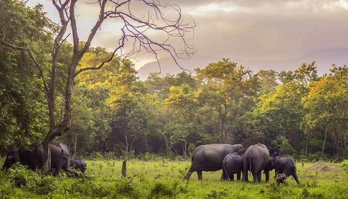 Parc national de Manas, c'est l'une des meilleur lieux touristiques en Assam