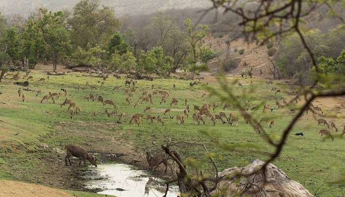 Parc national de Ranthambore, c'est l'une des meilleur escapades de week-end au départ de Gurgaon