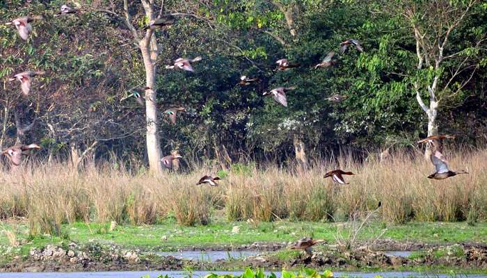 Sanctuaire faunique de Pobitora, c'est l'une des meilleur endroits touristiques en Assam 