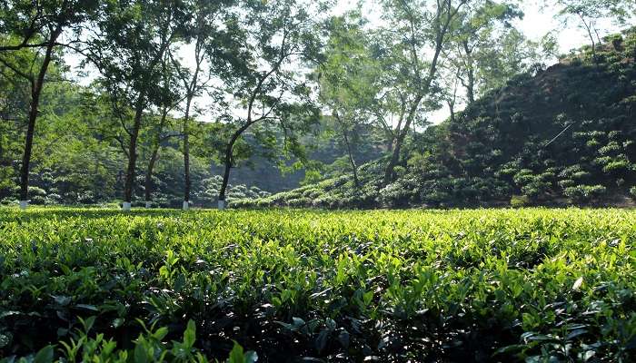 Silchar, c'est l'une des meilleur lieux touristiques en Assam