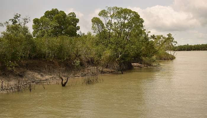 Sundarbans, c'est l'une des meilleur escapades de week-end au départ de Kolkata