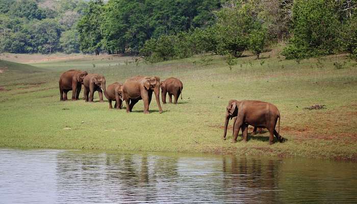 Thekkady- Kerala, c'est l'une des meilleures stations de montagne à visiter en Inde