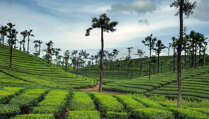 Valparai, Tamil Nadu, c'est l'une des meilleures stations de montagne à visiter en Inde