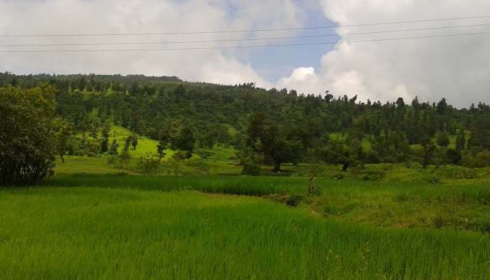 Wilson Hills, c'est l'une des meilleures stations de montagne à visiter en Inde