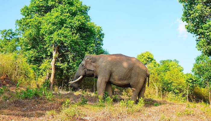 काबिनू वाइल्डलाइफ चेन्नई का प्रसिद्ध पर्यटन स्थलों में से एक है