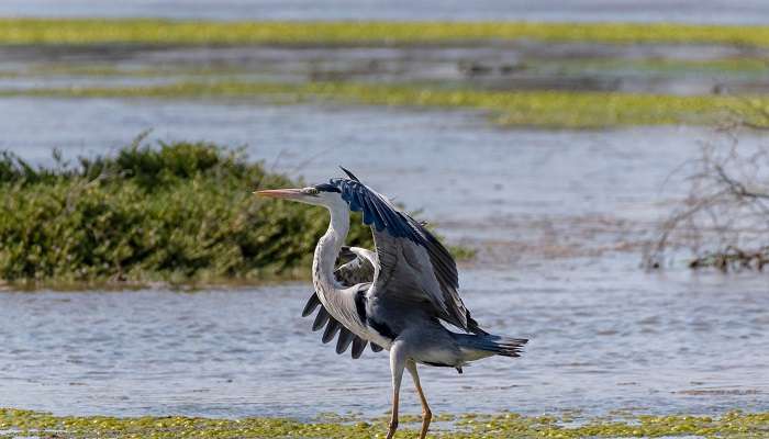 Ras Al Khor and its majestic charm