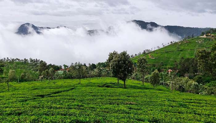 Belle vue sur les jardins de thé, coonoor, C’est l’une des meilleurs lieux touristiques en Inde du Sud pendant l’été