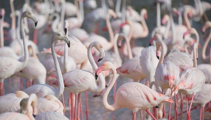 See what is special about the Sanctuary Dubai