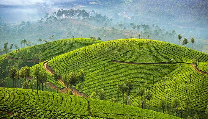 Plantations de thé à Munnar, Kerala, C’est l’une des meilleurs lieux touristiques en Inde du Sud pendant l’été