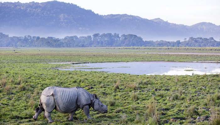 Parc national de Kaziranga, C’est l’une meilleurs endroits à visiter en février en Inde