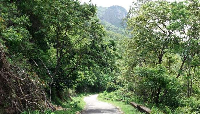 Pollachi, Tamil Nadu, C’est l’une des meilleurs lieux touristiques en Inde du Sud pendant l’été