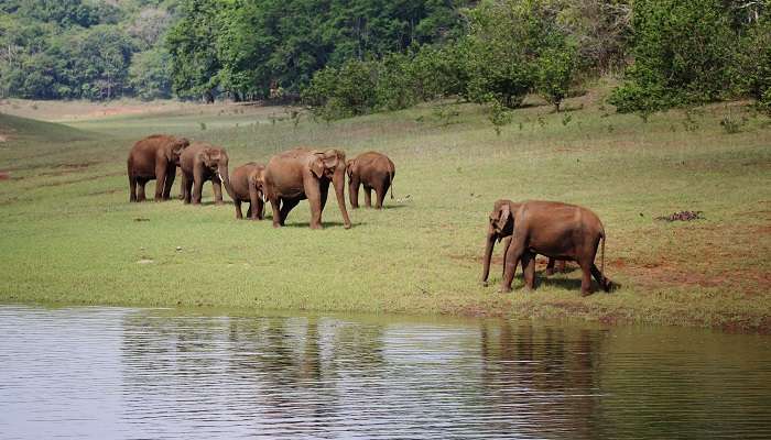 Troupeau d'éléphants sauvages paissant à la réserve faunique de Thekkady, C’est l’une des meilleurs lieux touristiques en Inde du Sud pendant l’été