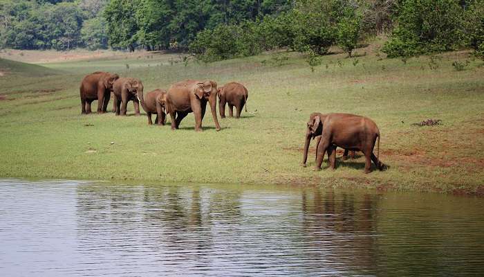 Thekkady, C’est l’une meilleurs endroits à visiter en février en Inde