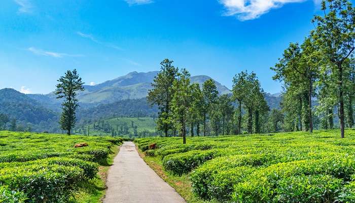 La vue verdoyante de montagne de wayanad, C’est l’une des meilleurs lieux touristiques en Inde du Sud pendant l’été