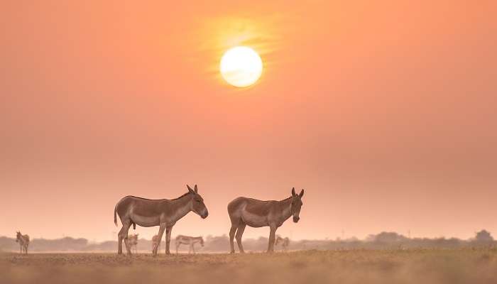 कच्छ भारत में सर्वश्रेष्ठ हनीमून स्थल में सबसे अच्छी जगह है