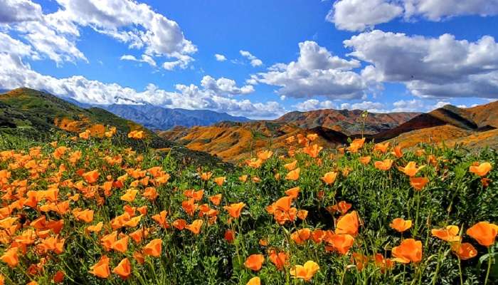 कैलिफ़ोर्निया आपके बजट में अंतर्राष्ट्रीय हनीमून स्थल में अच्छी जगहों में से एक है