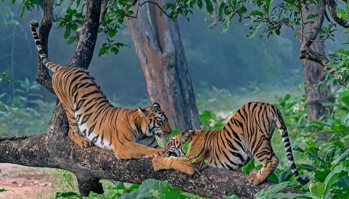 महाराष्ट्र में शीर्ष ग्रीष्मकालीन स्थलों की सूची में एक और स्थान ताडोबा है