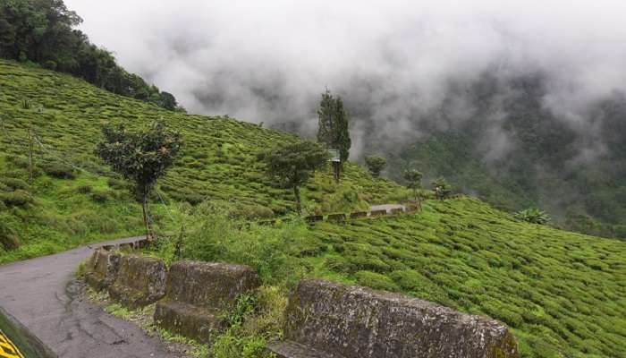 दार्जिलिंग भारत का सबसे खूबसूरत हिल्स स्टेशन है