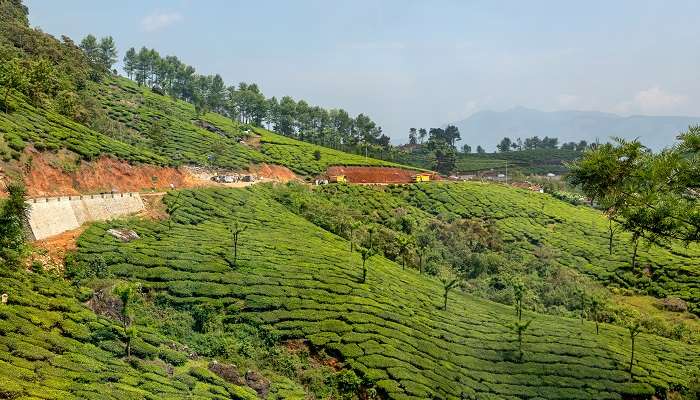 देवीकुलम घूमने के लिए केरल का प्रसिद्ध स्थान है