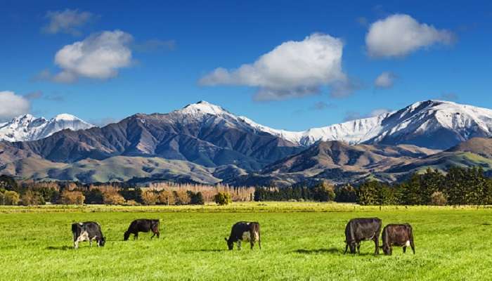 आपके बजट में अंतर्राष्ट्रीय हनीमून स्थल में न्यूजी़लैंड सबसे अच्छी जगहों में से एक है