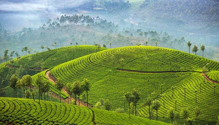 जून में दक्षिण भारत के ग्रीष्मकालीन गंतव्य में से मुन्नार एक और प्रसिद्ध स्थान है