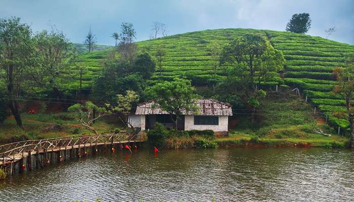 केरल में घूमने के लिए सबसे अच्छी जगहें में से एक वागामोन है