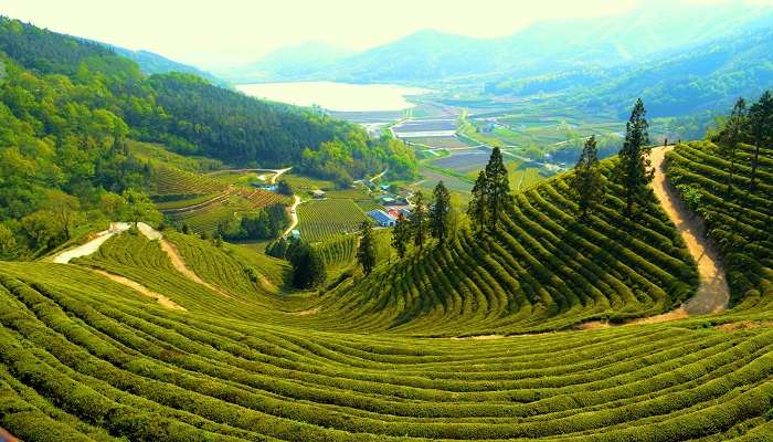 A splendid view of Boseong which is an ancient-preserved town