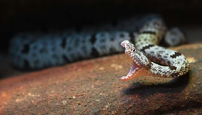 A stunning view of the unique species of rattlesnakes