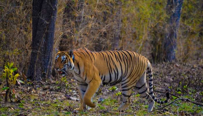 Tadoba, C’est l’une des meilleurs endroits à visiter à Maharashtra en été