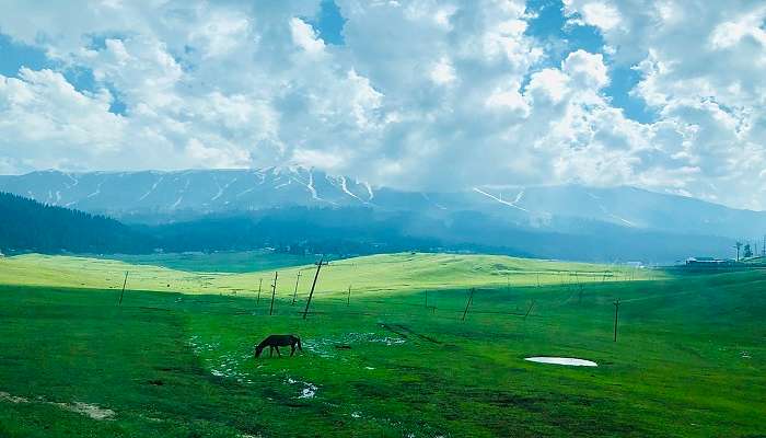 श्रीनगर के पास घूमने की जगहें में से एक गुलमर्ग है