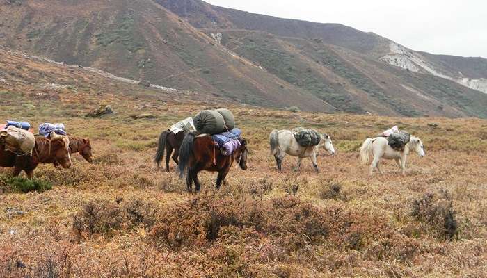 गोएचाला सिक्किम में एक पहाड़ी दर्रा है जो ट्रैकिंग और लंबी पैदल यात्रा के लिए जाना जाता है