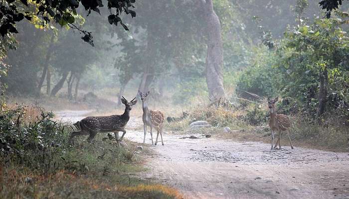 जिम कॉर्बेट नेशनल पार्क आसानी से भारत में सबसे बेहतरीन छुट्टियाँ बिताने की जगहों में से एक है