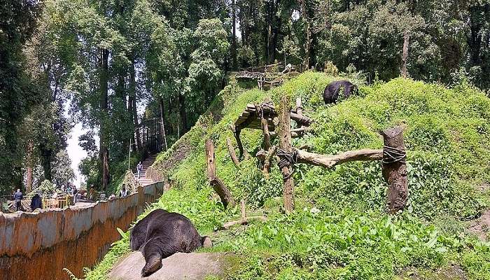 दार्जिलिंग में पर्यटन स्थल में से एक पद्मजा नायडू प्राणी उद्यान है