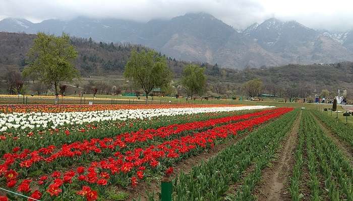 ट्यूलिप गार्डन की यात्रा के बिना कश्मीर दर्शनीय स्थल अधूरा है