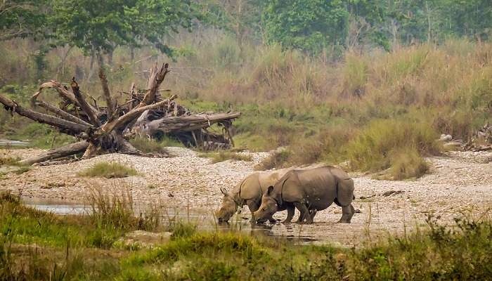 लाटागुड़ी पश्चिम बंगाल में घूमने की जगहें में से एक है