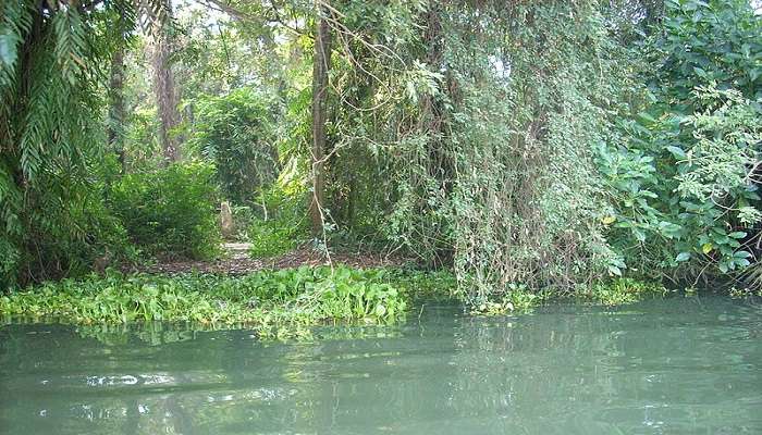 Located on the banks of Vembanak Lake in the Kottayam district, Kumarakoram Bird Sanctuary is nothing short of paradise for bird lovers